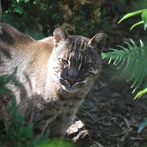 Asiatic Golden Cat