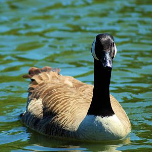 CANADA GOOSE