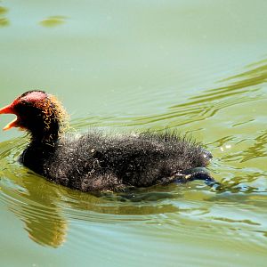 Moorhen or Coot chick