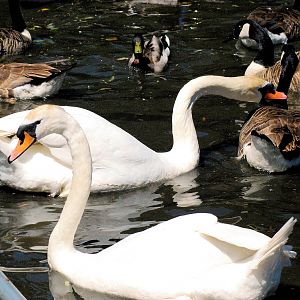 Swan and Goose fighting