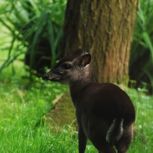 Cameroon blue duiker