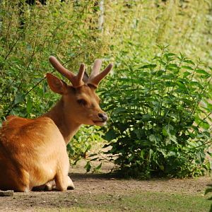 North Indian swamp deer