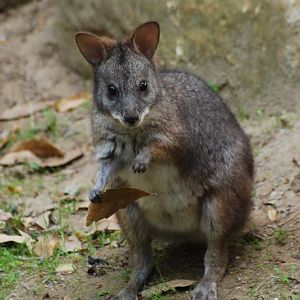 Parma wallaby