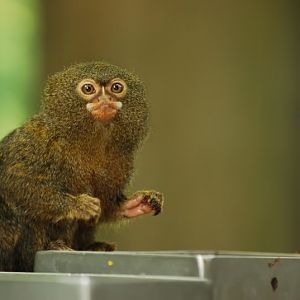 Western pygmy marmoset