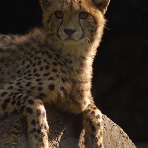 Soutwestafrican cheetah