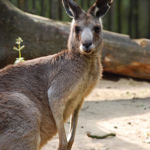 Eastern grey kangaroo