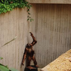 Western bornean orangutan