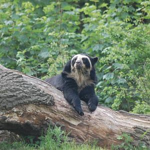 Spectacled Bear