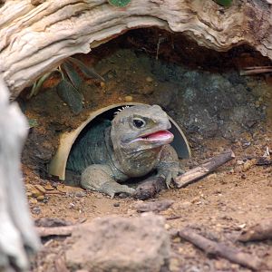 Tuatara