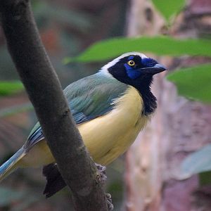 Green Jay