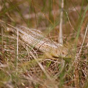 Sand Lizard