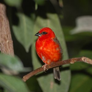 Madagascan Red Fody