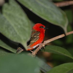 Madagascan Red Fody