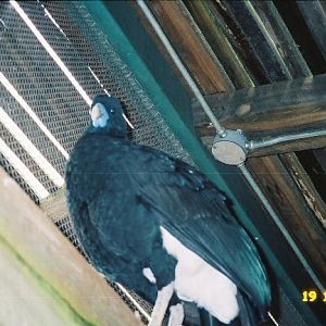 Blue-billed curassow