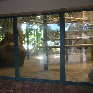 Chimpanzee Connection