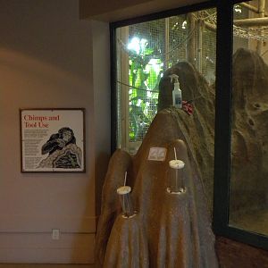 Chimpanzee Connection