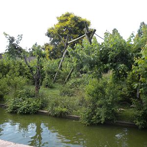 Chimpanzee Connection