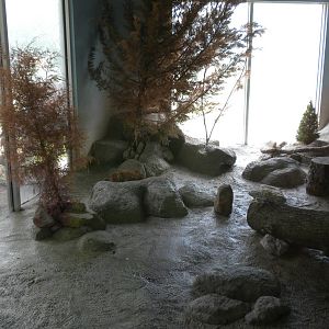 North American Living Museum - Arctic Fox