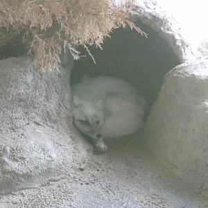 North American Living Museum - Arctic Fox