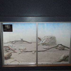 North American Living Museum - Snowy Owls