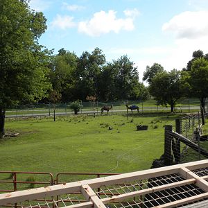 North American Living Museum - Camels