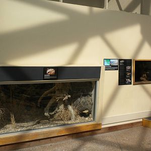 North American Living Museum - Southwest Desert