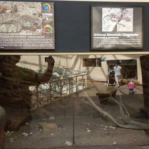 North American Living Museum - Speckled Rattlesnake and Arizona Mountain