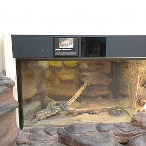 North American Living Museum - Western Diamondback