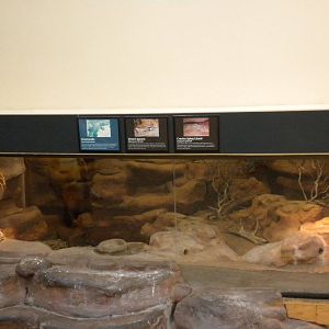 North American Living Museum - Desert Lizards