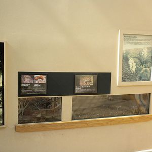 North American Living Museum - Centipede, Milipede, and Toad