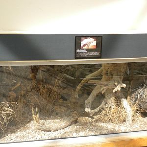 North American Living Museum - Gila Monster