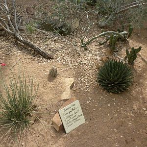 North American Living Museum - Southwest Desert