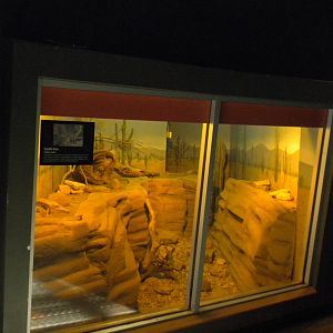 North American Living Museum - Swift Fox