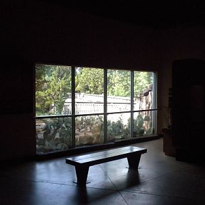 North American Living Museum - Javelina exhibit