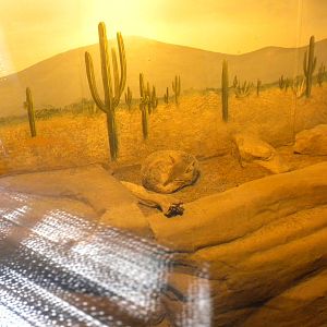 North American Living Museum - Swift Fox