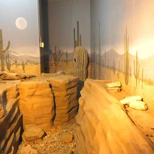 North American Living Museum - Swift fox