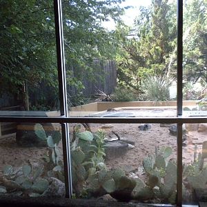 North American Living Museum - Javelina