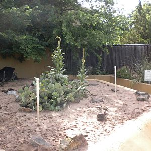 North American Living Museum - Javelina