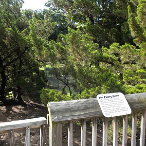 North American Living Museum - Pygmy Forest