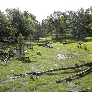North American Living Museum - White-Tailed Deer and Turkey