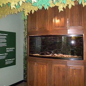 North American Living Museum - Fish of the Great Lakes