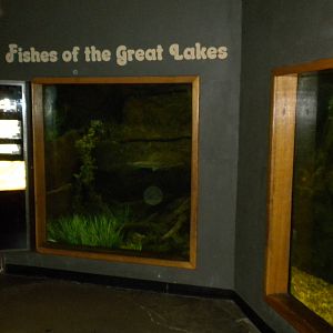 North American Living Museum - Fishes of the Great Lakes