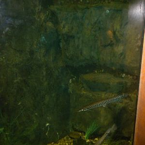 North American Living Museum - Fishes of the Great Lakes