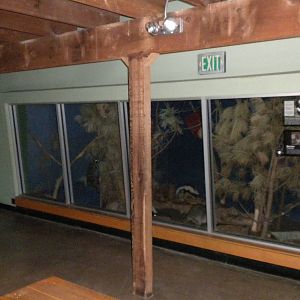 North American Living Museum - Skunk and Raccoon