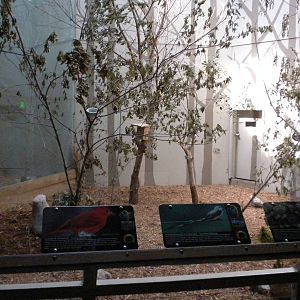 North American Living Museum - Eastern Forest Aviary