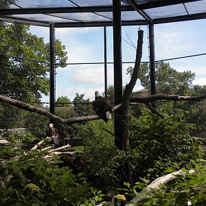 North American Living Museum - Bald Eagle