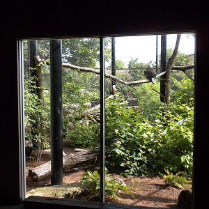 North American Living Museum - Bald Eagle