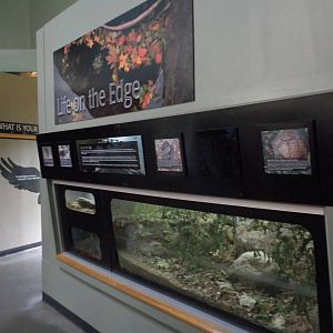 North American Living Museum - Amphibians and Turtles