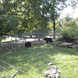 North American Living Museum - Black Bear