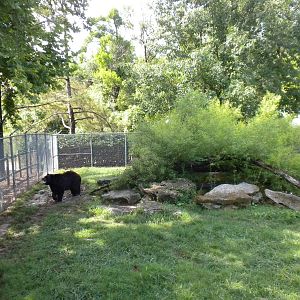 North American Living Museum - Black Bear